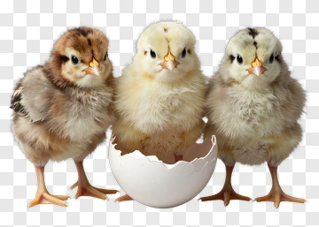 Chicks Standing Beside An Egg PNG