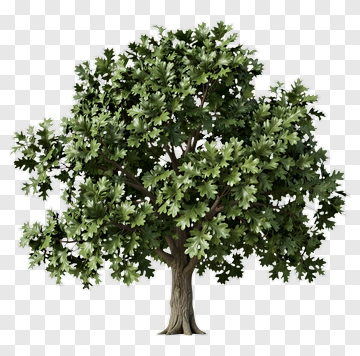 Realistic Oak Tree PNG