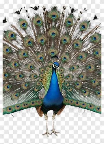 Peacock Displaying Its Colorful Feathers PNG