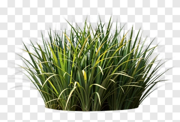 Green Grass Bunch PNG
