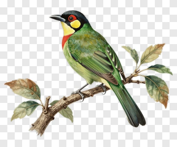Colorful Bird Perched On A Branch PNG