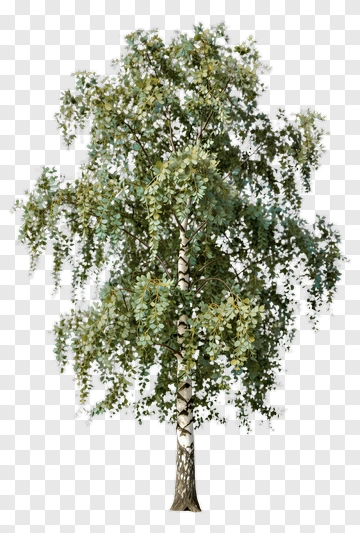 Birch Tree With Green Leaves PNG