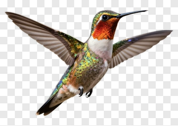 Colorful Hummingbird In Flight PNG