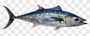 Realistic Tuna Fish PNG