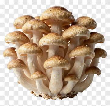 Cluster Of Mushrooms PNG