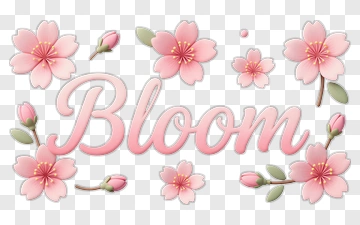 Bloom With Pink Cherry Blossom Flowers PNG