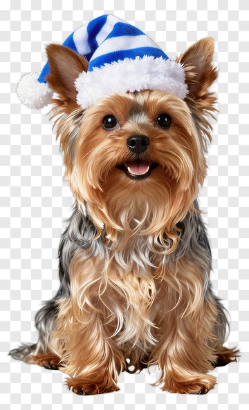 Happy Yorkshire Terrier Wearing A Christmas Hat PNG