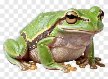 Green Frog With Distinctive Markings PNG