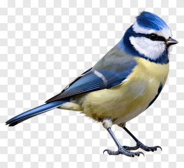 Blue Tit Bird PNG