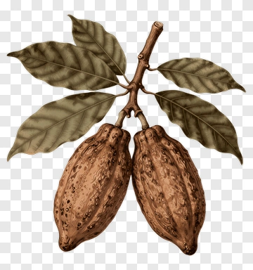 Cocoa Pods On A Branch PNG