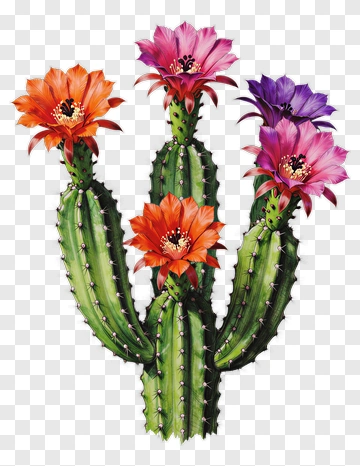 Cactus With Colorful Flowers PNG