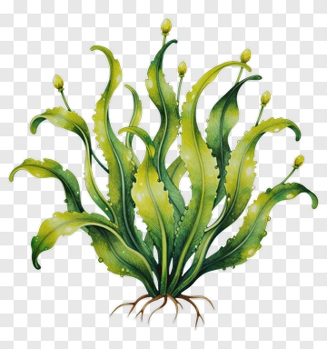 Green Aquatic Plant PNG