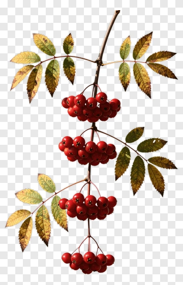 Rowan Berries With Green Leaves PNG