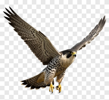 Peregrine Falcon In Flight PNG