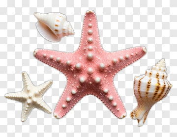 Starfish And Seashells PNG
