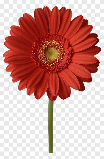 Red Gerbera Flower PNG