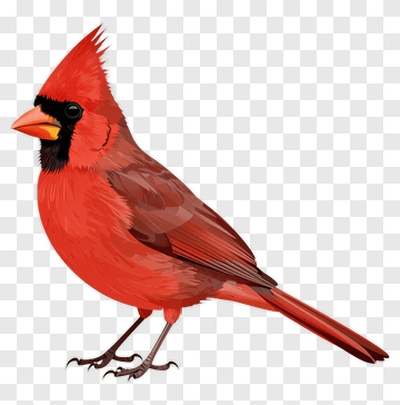 Red Cardinal Bird PNG