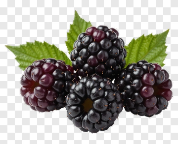 Fresh Blackberries With Green Leaves PNG