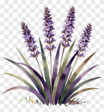 Watercolor Lavender Plant PNG