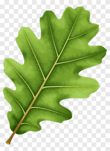 Green Oak Leaf PNG