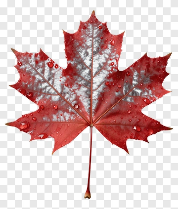 Red Maple Leaf With Water Droplets PNG