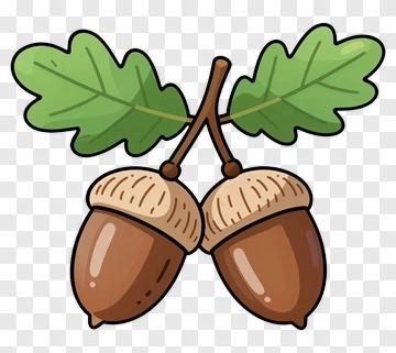 Cartoon Acorns With Oak Leaves PNG