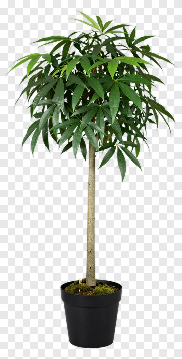 Potted Green Plant PNG