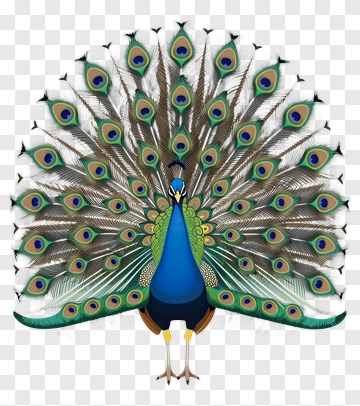 Colorful Peacock Displaying Its Feathers PNG