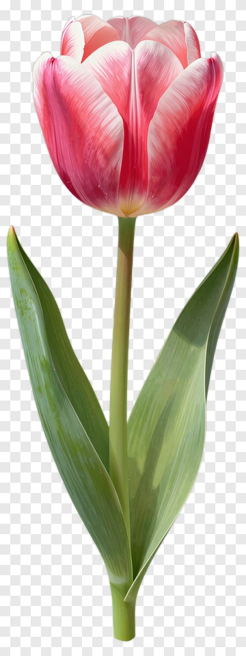 Red Tulip Flower PNG