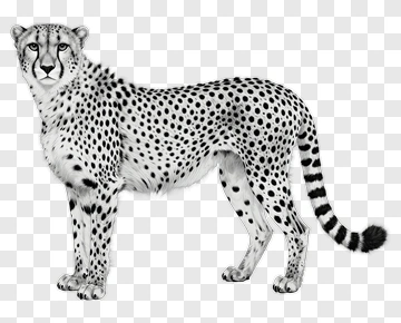 Realistic Cheetah Standing PNG