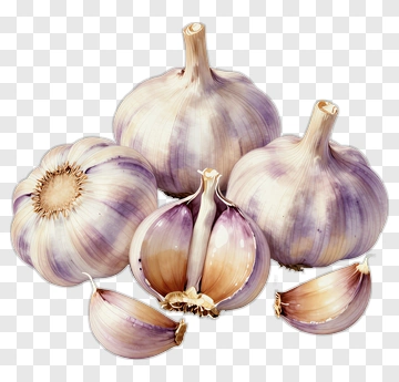 Garlic Bulbs And Cloves PNG