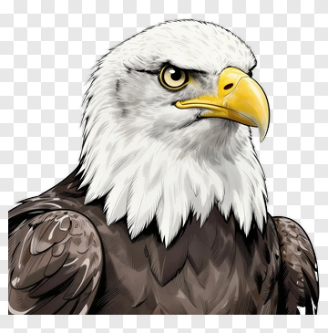 Detailed Eagle Portrait PNG