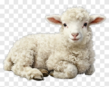 Cute Lamb Lying Down PNG