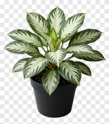 Aglaonema Plant In Black Pot PNG