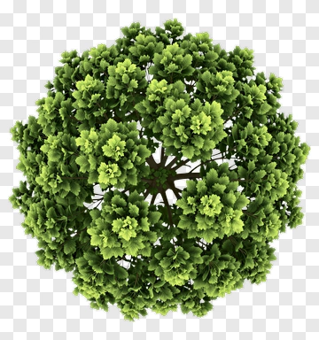 Green Tree PNG