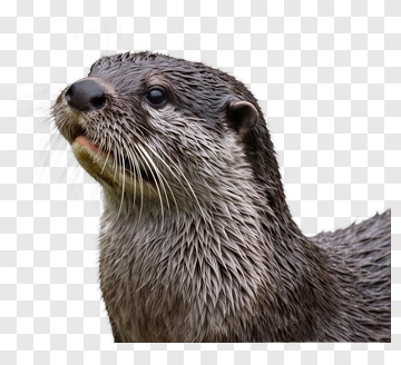 Otter With Wet Fur PNG