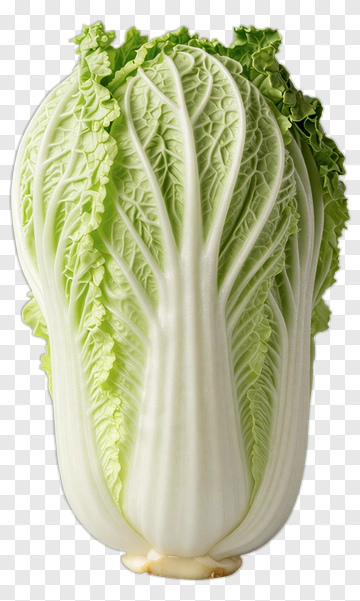 Fresh Napa Cabbage PNG