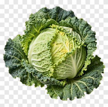 Fresh Green Cabbage PNG