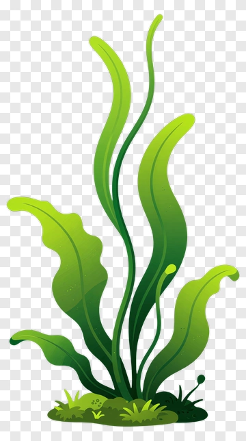 Green Seaweed Plant PNG