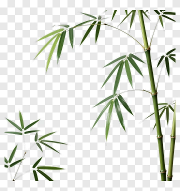 Bamboo Plant With Green Leaves PNG