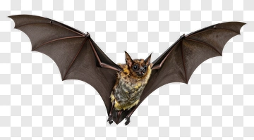 Bat Flying With Outstretched Wings PNG