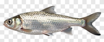 Silver Fish PNG