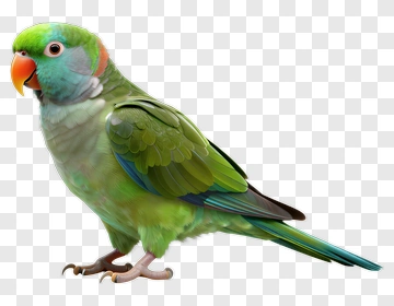 Colorful Parrot PNG