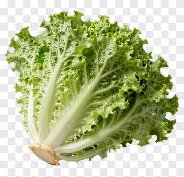 Fresh Green Lettuce PNG