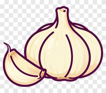 Illustrated Garlic Bulb And Clove PNG