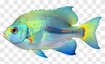 Colorful Fish PNG