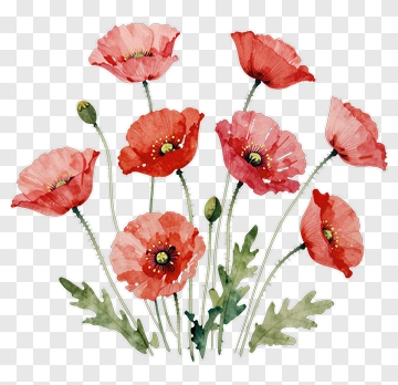 Watercolor Poppy Flower Bouquet PNG