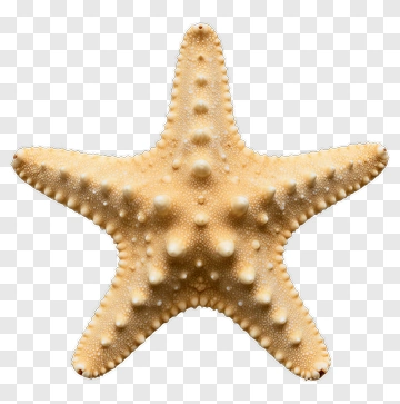 Starfish On A Transparent Background PNG