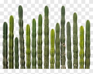 Group Of Cacti PNG