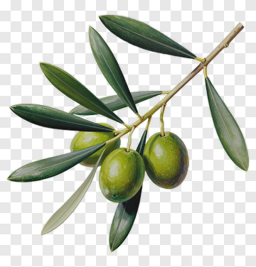 Olive Branch With Green Olives PNG